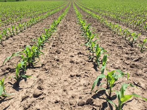 Infografika znázorňujúca správnu hĺbku sejby kukurice a štruktúru pôdy nad semenom