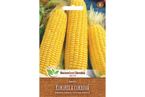 Detailný pohľad na zrelé zrná kukurice, z ktorých vyteká mliečna šťava