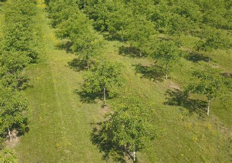 schéma ideálnych pôdnych podmienok pre pestovanie orechov