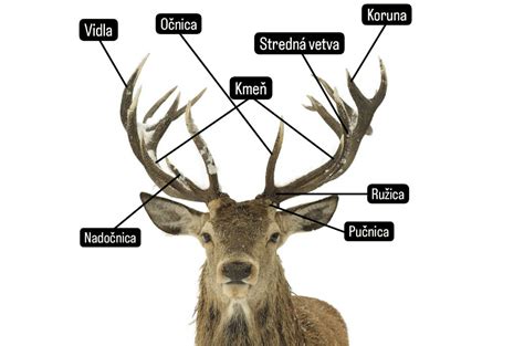 Príklady sekundárnych pohlavných znakov: pávie perie, parohy jeleňa.