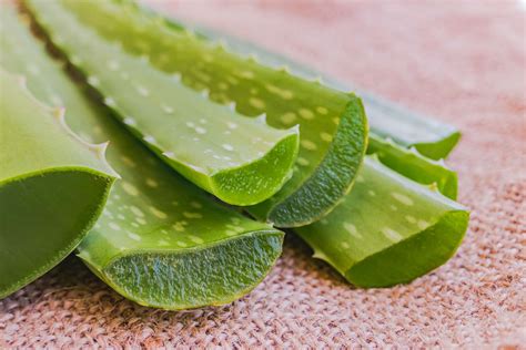 Schéma anatómie rastliny Aloe vera: listy, koreňový systém a ružicová štruktúra