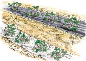 ilustrácia vertikálneho pestovania jahôd v rúre s vodným systémom