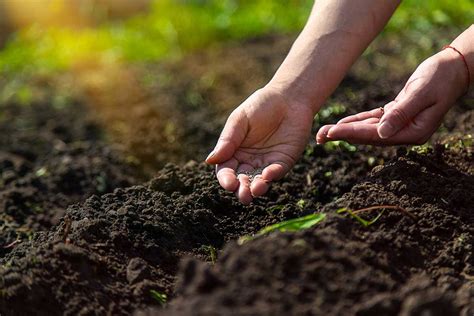 Schéma pestovateľského cyklu majoránu: výsev v marci, presádzanie v máji a zber v júli/auguste.