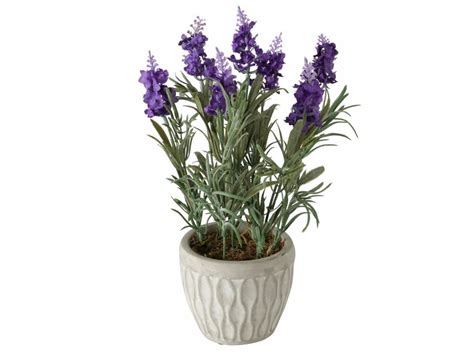 Ilustračná fotografia: majorán pestovaný v keramickom kvetináči na slnečnom balkóne.