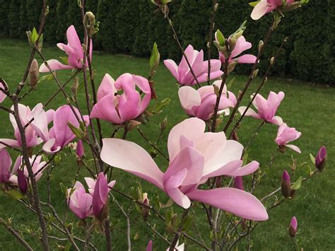 Detailný pohľad na štíhle, pohárikovité kvety magnólie ´Susan´ v sýtej ružovo-purpurovej farbe.