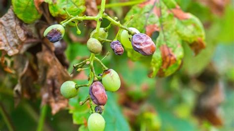 Schéma vývojového cyklu múčnatky na viniči a ideálne termíny aplikácie postrekov