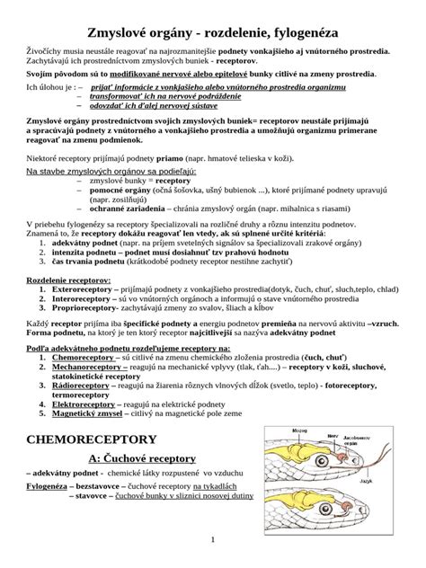 Schéma vonkajšej a vnútornej anatómie dážďovky zemnej s vyznačením opasku a pohlavných orgánov