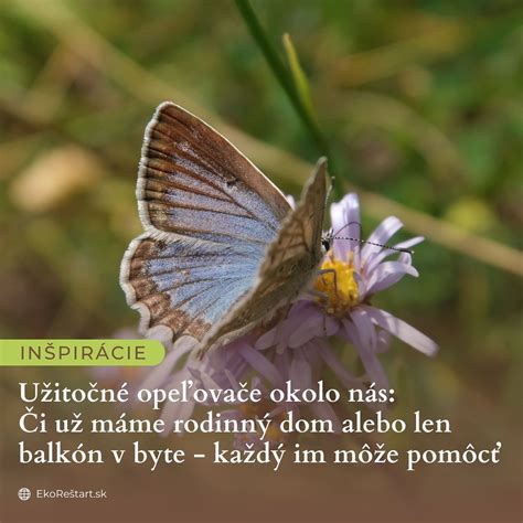 detailný pohľad na rôzne druhy puklíc a ich typické prejavy na rastline