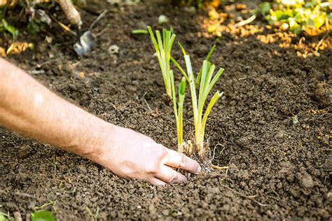 Schéma výsadby pórových sadeníc do pripravených jamiek.