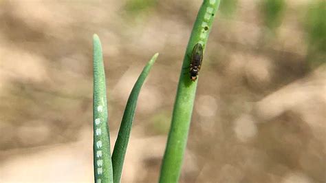 Ilustrácia poškodenia listov póru mínerkou pórovou.