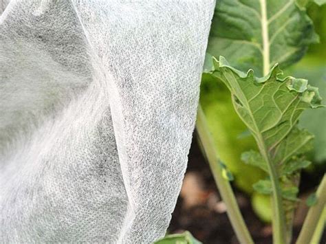 Pór prikrytý vrstvou mulču a netkanej textílie pre ochranu pred mrazom.