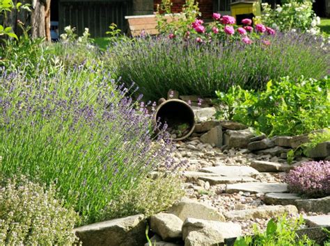 Rastliny zoskupené na tienistom mieste