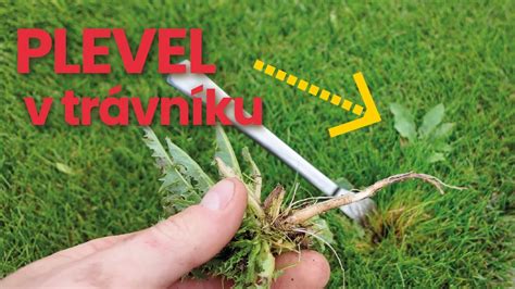 Ukážka rôznych odrôd borievok - od stĺpovitých po plazivé