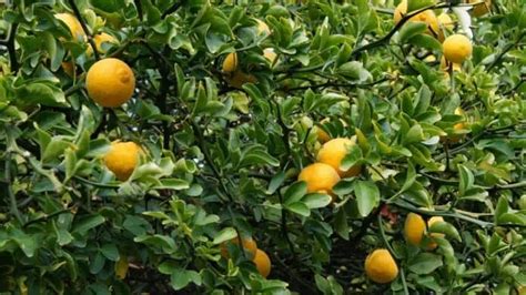 Citrusovník na slnečnom balkóne počas leta