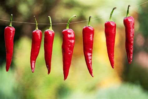 Ilustrácia rastliny chilli papričky na slnečnom okennom parapete.