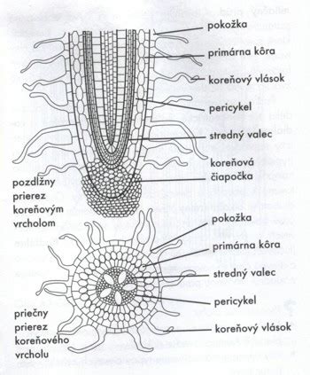 Ilustrácia zelerovej rastliny a jej koreňa.