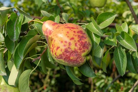 infografika o príznakoch chrastavitosti na plodoch a listoch broskýň