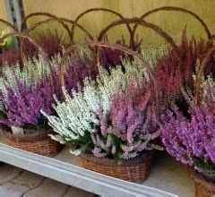 Schéma výsadby vresu v kvetináči: vrstva drenáže, kyslý substrát, vres ako dominantný prvok a doplnkové rastliny