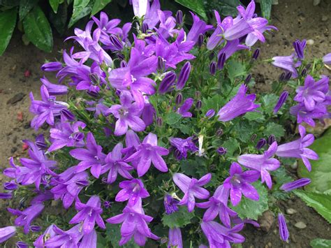 Detailná fotografia vresu obyčajného so zameraním na drobné zvončekovité kvety a ihlicovité listy