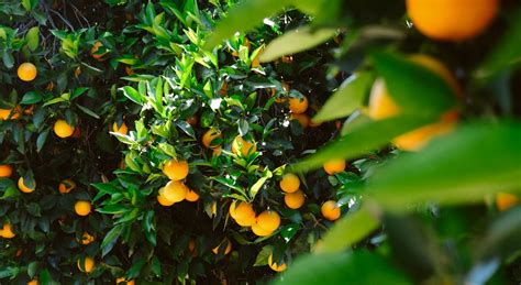 Grafika ukazujúca rozdiel v starostlivosti o citrusy v zime a v lete