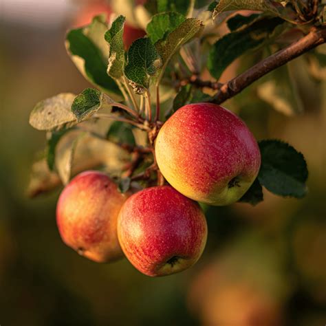 Ilustračný obrázok správneho postupu výsadby jablone