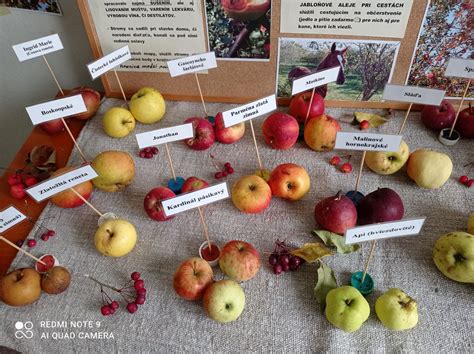 Koláž fotografií rôznych odrôd jabĺk