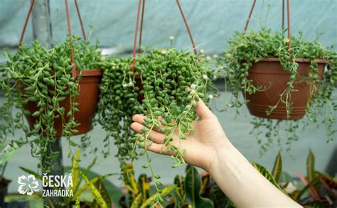 schéma ideálneho stanovišťa pre starček so zobrazenou drenážou na vyvýšenom záhone