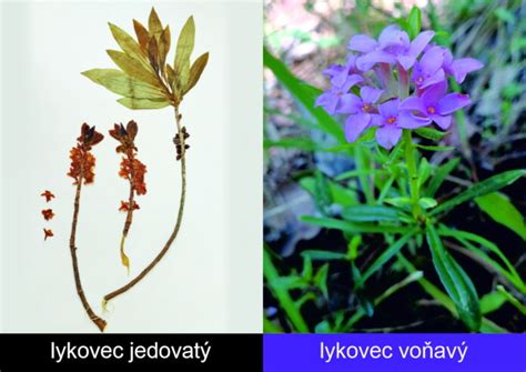 porovnávacia schéma listov vavrínu pravého a jedovatého vavrínovca