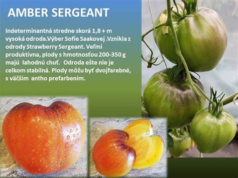Interiér moderného skleníka s radmi paradajok
