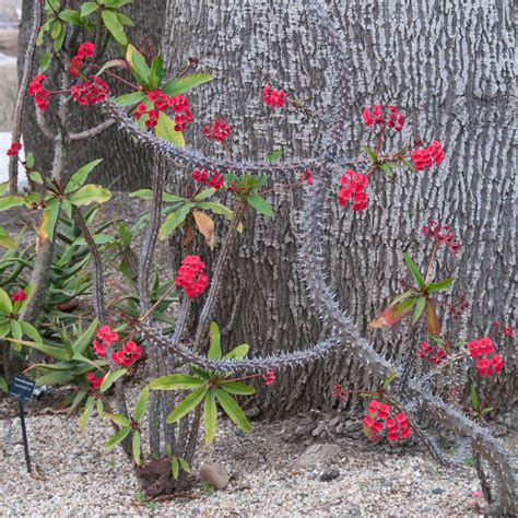 Ilustrácia rastliny Euphorbia milii s typickými červenými listenmi