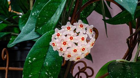 Detail voskových kvetov Hoja carnosa