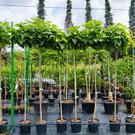 Majestátny strom Katalpa bignóniovitá v plnej kráse počas leta