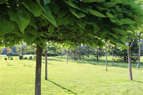 Detail veľkých, srdcovitých listov Katalpy bignóniovitej