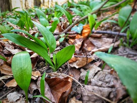 Fotografia rozsiahleho porastu medvedieho cesnaku v Trebišovskom parku