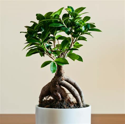 Ilustrácia správneho zalievania bonsaja Ficus Ginseng namáčaním kvetináča vo vode.