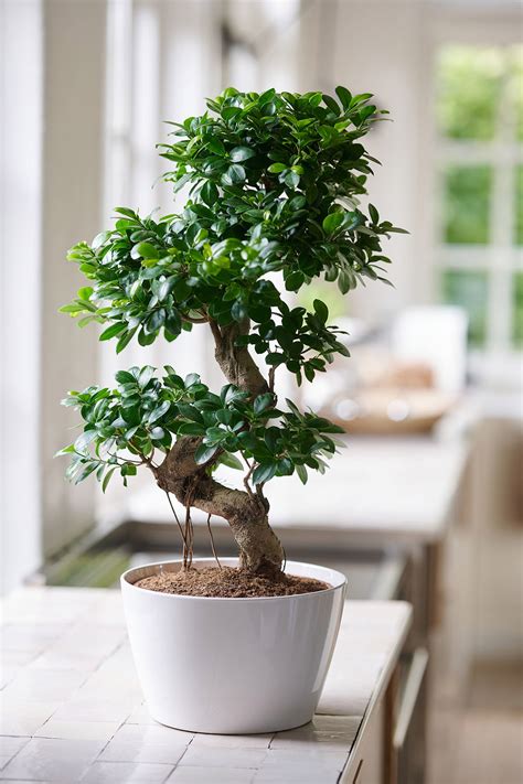 Detail listov Ficus Ginseng s príznakmi hnednutia alebo žltnutia ako varovanie pred nesprávnou starostlivosťou.