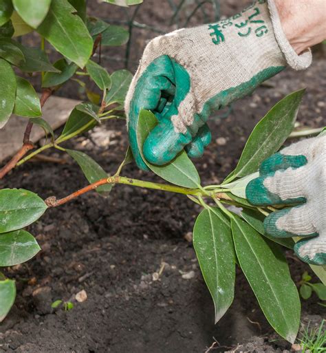 Ilustrácia znázorňujúca postup hniezdenia rododendronu s detailom na ohnutú vetvičku a jej zakorenenie v pôde.