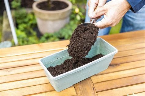 Detail odrezkov rododendronu pripravených na zakorenenie v nádobe s rašelinou a pieskom, prekrytej fóliou.