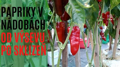 Infografika znázorňujúca frekvenciu polievania a hnojenia papriky v závislosti od vegetačného obdobia