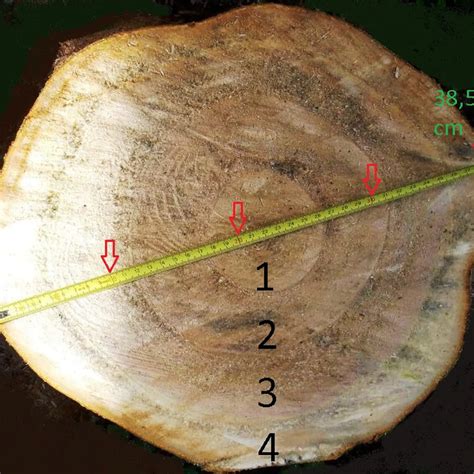 ilustrácia techniky premostenia poškodeného kmeňa stromu