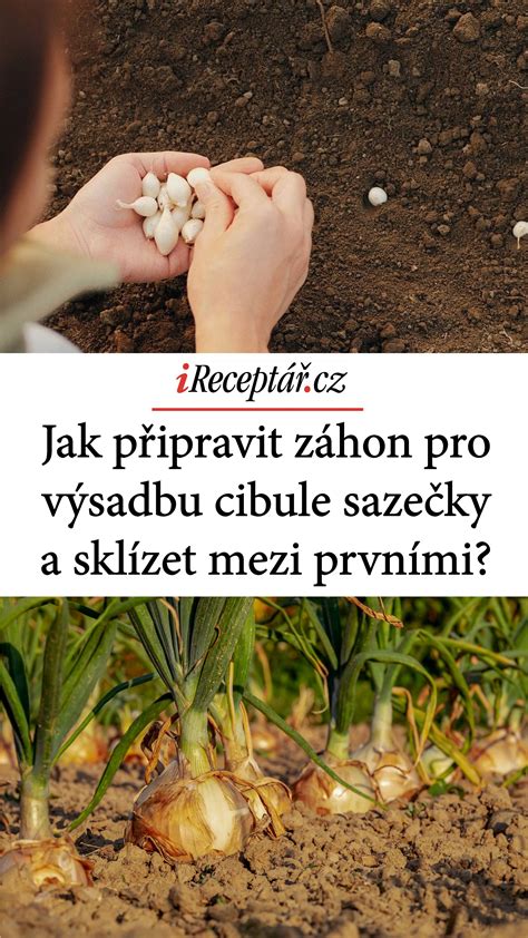 Ilustrácia znázorňujúca prípravu záhonu pre výsadbu cibule, vrátane zapracovania kompostu a piesku.