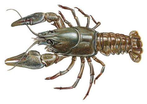 Ilustrácia raka riečneho s výraznými klepetami