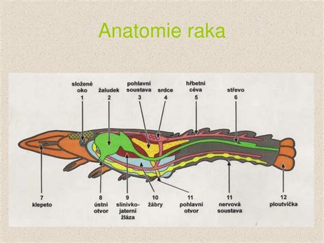 Schéma vnútorného usporiadania raka riečneho