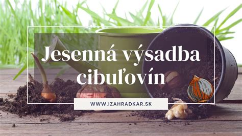 Ilustrácia vrstvenej výsadby cibuľovín do nádoby