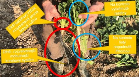 porovnanie rastlín zemiakov s a bez prihŕňania (kopcovania)