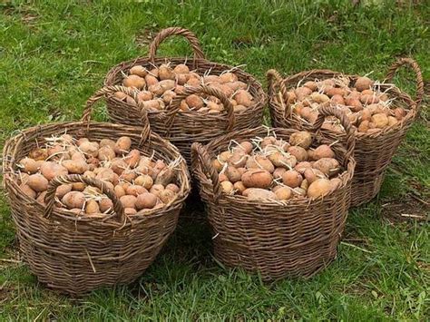 ilustrácia rôznych metód výsadby zemiakov (tradičná, v nádobe, v boxoch)