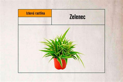 Ilustrácia: izbová rastlina vanilky s oporou