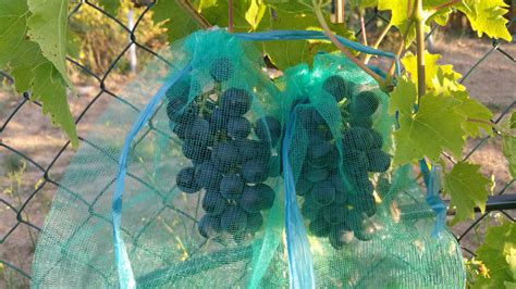 vrecúška na jednotlivé strapce hrozna