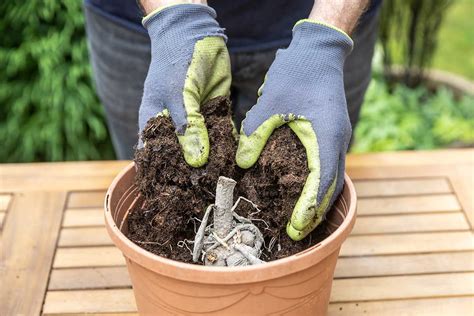 Detailný záber na štruktúru univerzálneho substrátu s viditeľnými zložkami rašeliny a kvetináč s vysadenou trvalkou