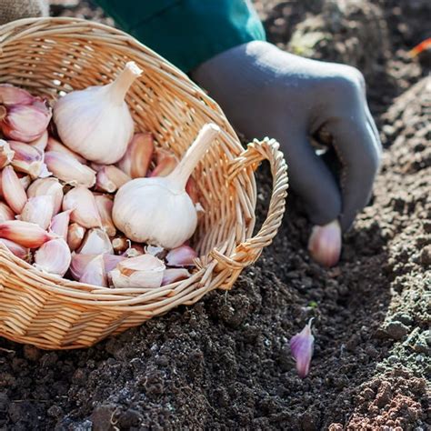 Schéma: Správne rozostupy a hĺbka sadenia cesnaku